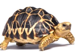 (Shutterstock/ File Photo)