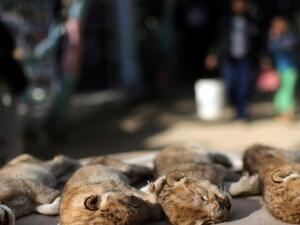 Four African lion cubs froze to death in Gaza zoo  (Twitter)
