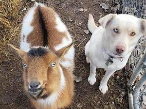The goat and white Lab looked to be on their best behavior in this picture (Facebook) 