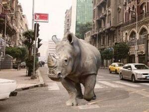 D-CAF in Cairo (Twitter)