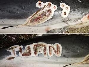 Police hunt thug who carved his name into a DOLPHIN at sea in Spain  (Twitter)