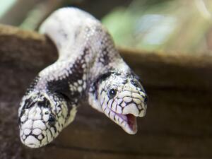 Two-headed snake goes on a European tour (Twitter)