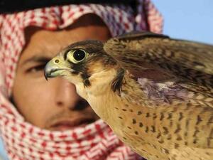 Aziz Falconry Festival (Twitter)