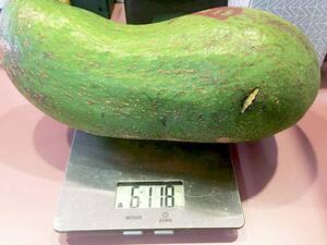 ‘This is a world record’ 6 Pound Avocado (Twitter)