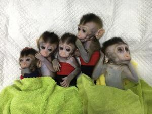 Five cloned monkeys (Twitter)