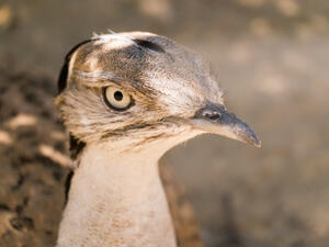 Asian Houbara (Shutterstock)