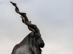 Rare mountain goat (markhor) (Shutterstock)