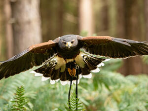 Final preparations are being made for the opening of one of Saudi Arabia’s biggest falconry events (Twitter)