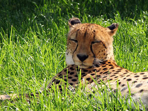 Asiatic cheetahs (Shutterstock)