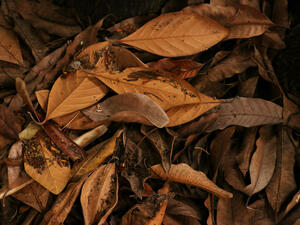Dry leaves (Shutterstock)