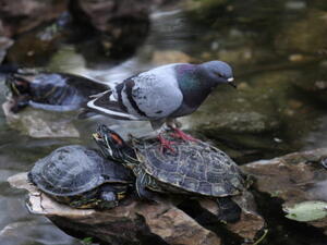 The pigeon has been taken into custody to make sense of the microfilm.