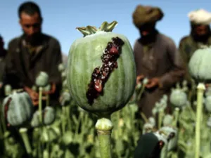  التقرير : "سلوك (متمردي طالبان) بات اقرب الى العرابين منه الى حكومة مقبلة