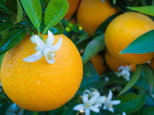 مع الاستعمال اليومي لماء زهور البرتقال تتمتع البشرة بمظهر موحد