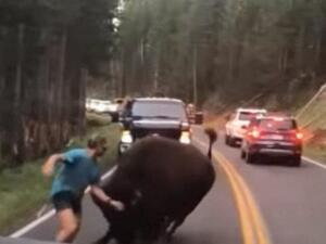 Idiot is caught on camera pounding his chest and taunting a bison which then charges him at Yellowstone National Park (Twitter)