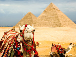 Camel in Egypt (Shutterstock)