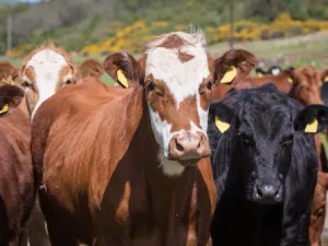 Saudi Arabia will allow imports of beef and beef products from US cattle less than 30 months of age, with the policy expanded after a phase-in period. (Shutterstock)