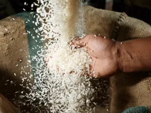 A previous ban on rice exports was lifted in October due to an expected surplus.  (Al Waled)
