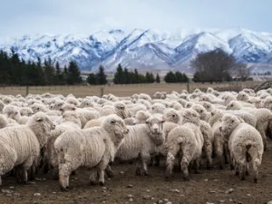In the 57 Muslim majority countries, 90 per cent of the meat comes from non-Muslim countries. (Shutterstock)