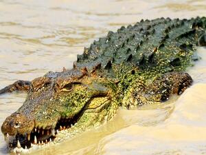 An antique shop employee was giving two customers a tour of renovations at the strip mall when she saw the alligator's reflection through a window. (AFP/ File Photo)