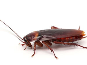 Cockroach (Shutterstock/File Photo)