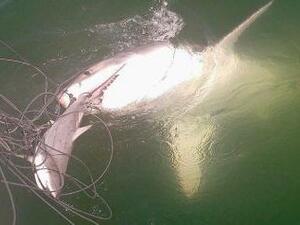 Great white shark steals smaller shark (Twitter)