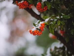 A berry bush in Amman feels the cold. (image courtesy of ayadajani.blogspot.com)
