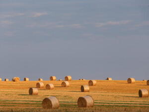  A wheat field with straw bales is pictured on September 2, 2012 in Bad Neustadt, Germany