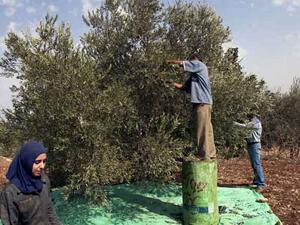 Due to the lower production this year, stakeholders expect a rise in olive oil prices, speculating that the 16-litre olive oil container will sell for JD80-90. (Irbidplan)