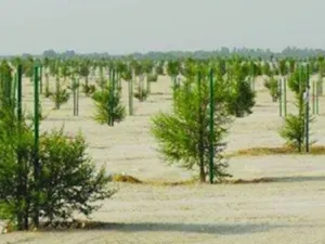 All the trees are native or near native hardwood and all of them are resistant to the climatic conditions of the country. (Supplied photo)