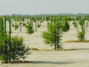 All the trees are native or near native hardwood and all of them are resistant to the climatic conditions of the country. (Supplied photo)
