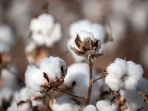Technological advances and consumer preferences over the years has drastically reduced demand for luxury Egyptian cotton. (Shutterstock)