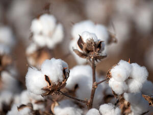 Technological advances and consumer preferences over the years has drastically reduced demand for luxury Egyptian cotton. (Shutterstock)