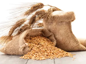 If Egypt's local wheat procurement numbers were misrepresented, it may have to spend more on foreign wheat purchases to meet local demand. (Shutterstock)