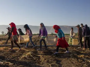 The report outlines the dynamics that force children to work instead of attend school. (ILO/Tabitha Ross)