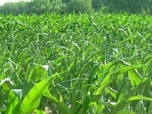 Agriculture 