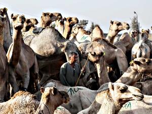 A man stands among camels during an auction at Birqash Camel Market just outside of Cairo. (AFP/File)