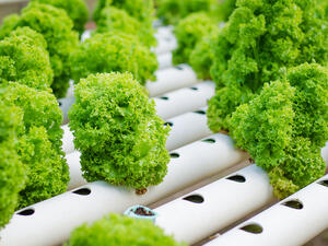 Cora salad grown by hydroponics for illustrative purposes. (Shutterstock)