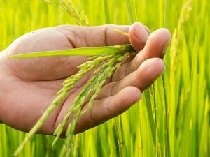 Egypt to Reduce Import Bill by Increasing Rice Cultivation. (Shutterstock)