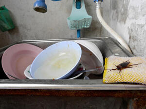 تساعد الأمونيا على طرد الصراصير بفعل الرائحة النفّاذة لها تساعد الأمونيا على طرد الصراصير بفعل الرائحة النفّاذة لها