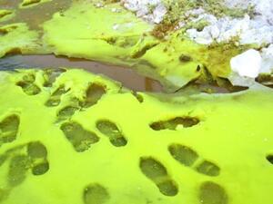 Green Snow (Twitter)