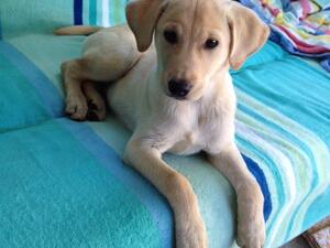 White lab mix (Twitter)