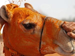 Festival for Camels (Twitter/AFP)