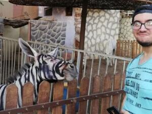 Donkey was painted to look like a Zebra (Twitter)