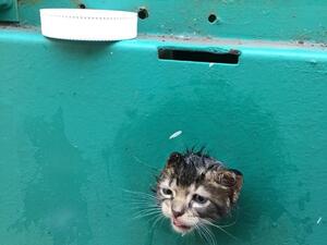 Kitten head stuck in a generator (Twitter)