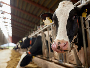 A West Bank family realized cow dung could be put to good use to help make up for power shortages in the Palestinian territories. (Shutterstock)