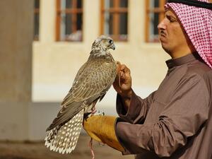 Several airlines serving the Gulf States permit passengers to bring falcons aboard with them, including Etihad Airways, Emirates and Royal Jordanian Airlines. (Shutterstock)