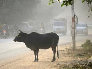 يعتبر الهندوس لحم البقر مقدسا