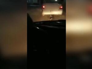 اعتقال سائق سحل كلبا بعد ربطه بسيارته في الاردن