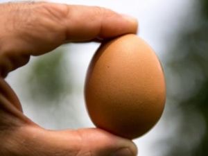 فضيحة البيض الاوروبي الملوث تصل الى ايطاليا

