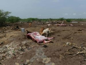 جيف ابقار في شمال غرب الهند
